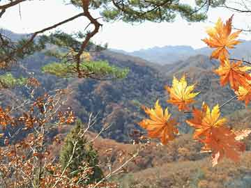 张家界民宿排行榜（张家界民宿排名价格）